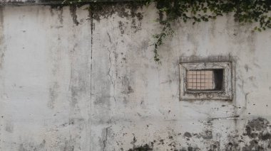 Beyaz duvar arka planda yaprak. Doğal yeşil yaprak duvar, doku 