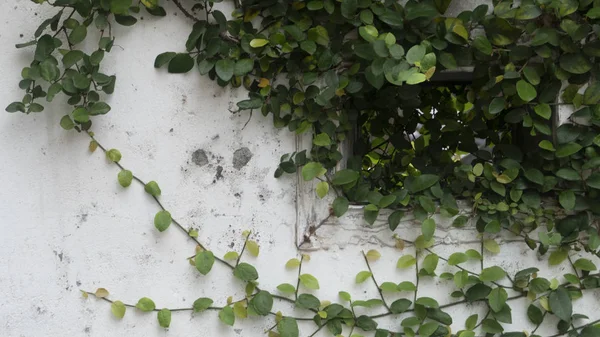 白い壁の背景に葉。自然緑の葉の壁、質感 — ストック写真