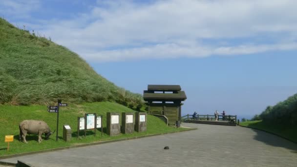 Miscanthus Cao Ling Ancient Trail Northeast Corner Taiwan — Stock Video