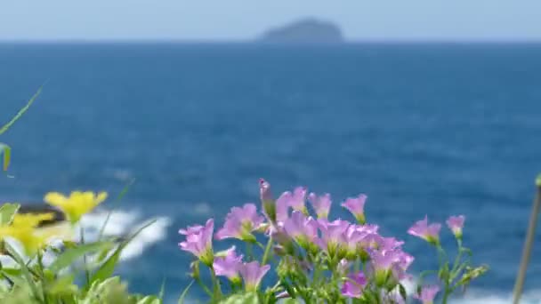 Beautiful Beach Deep Blue Water Light Blue Sky Nice Flower — Stock Video