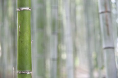 Sabah bambu ormanı, Japonya