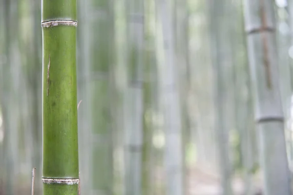 Floresta de bambu pela manhã, Japão — Fotografia de Stock
