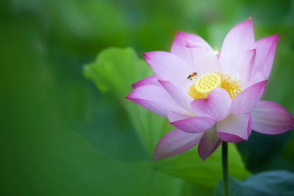 Lótus rosa beleza ou lírio de água está em close-up na lagoa wiht dois b — Fotografia de Stock