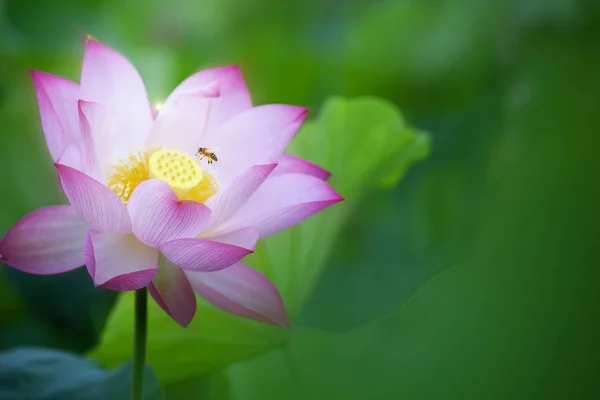 Beauty pink lotus or water lily is in closeup in pond wiht two b — Stock Photo, Image