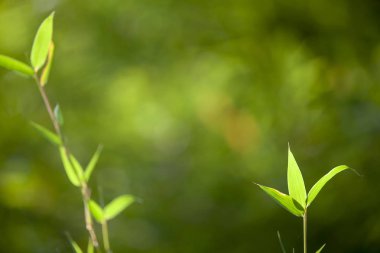 Orman veya doku arka planda n ile yaprak bambu çerçeve büyüyen