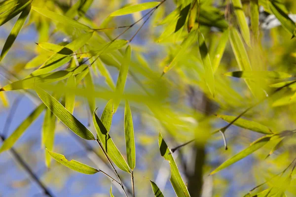 Crescente cornice di bambù foglia in foresta o texture sfondo con n — Foto Stock
