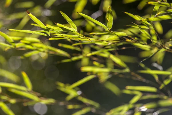Rám s rostoucím listovým bambusem v lese nebo textuře s n — Stock fotografie