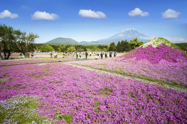 Turistler güzel çeşitli renkli yosun Phlox önünde toplamak