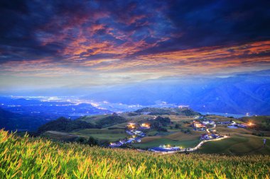 Altmış ünlü ve güzel Daylily çiçek havadan görünümü 