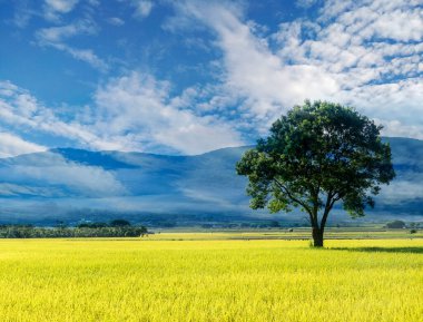 Taitung 'daki Güzel Pirinç Tarlaları' nın hava manzarası. Tayvan