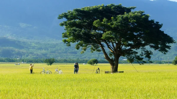 台湾台東市 2020年7月18日 台東の美しい田んぼの空中風景 — ストック写真