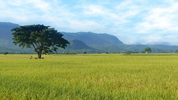 Vista Aerea Beautiful Rice Fields Taitung Taiwan — Foto Stock