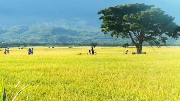 Taitung Taiwán Jul 2020 Vista Aérea Beautiful Rice Fields Taitung —  Fotos de Stock