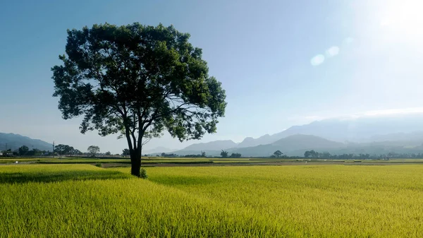 Вид Воздуха Красивые Рисовые Поля Тайтуне Тайвань — стоковое фото