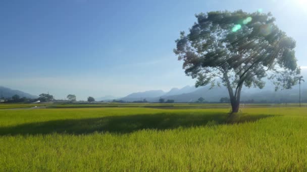 Taitung Daki Güzel Pirinç Tarlaları Nın Havadan Görünüşü Tayvan — Stok video