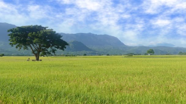 Letecký Pohled Krásná Rýžová Pole Taitungu Taiwan — Stock video