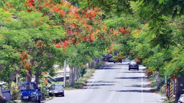 Poinciana Virágok Virágoznak Mentén Idilli Szépséget Hoznak Létre Vidéken — Stock videók