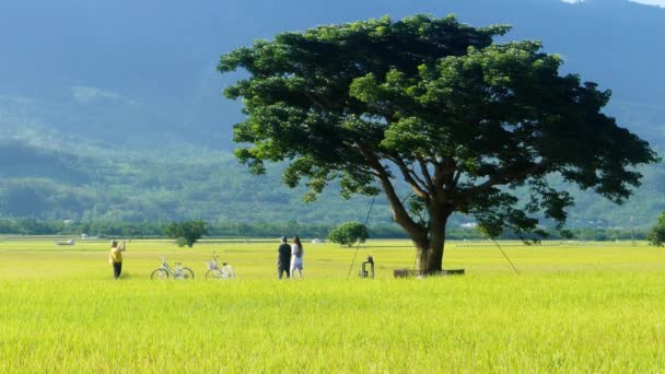 台湾台东 2020年7月18日 台东美丽稻田的空中景观 — 图库视频影像