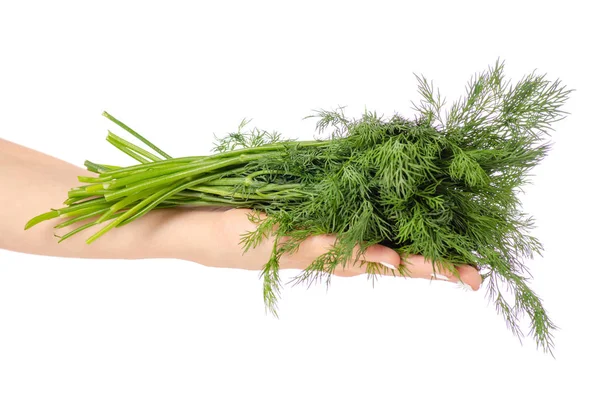 Dill in de hand — Stockfoto