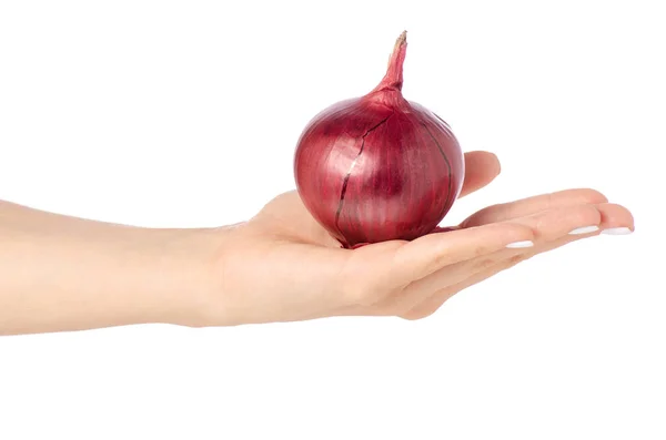 Blue onion salad in hand — Stock Photo, Image