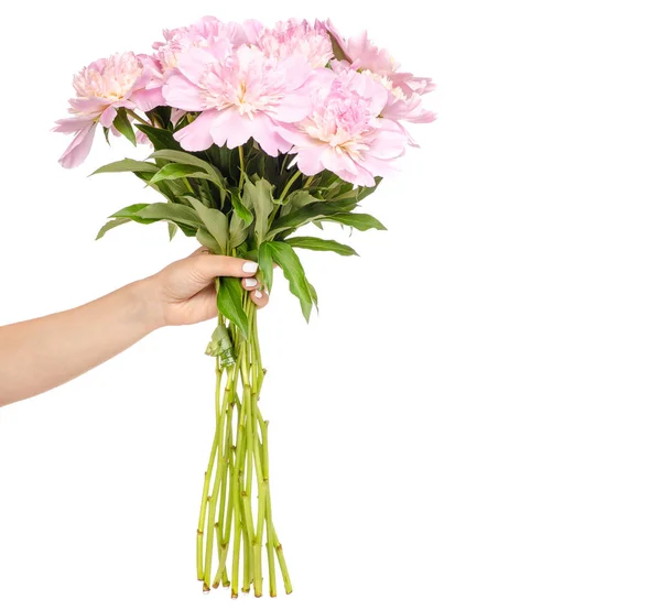 Bouquet peonies in hand — Stock Photo, Image