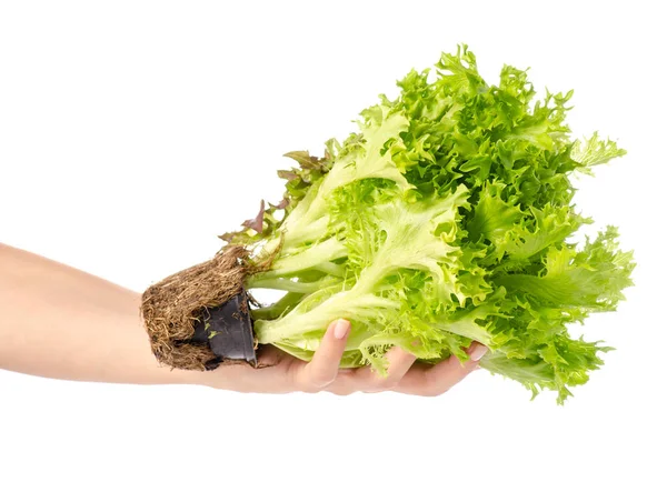 Bunch of lettuce leaves in hand — Stock Photo, Image