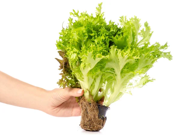 Bunch of lettuce leaves in hand — Stock Photo, Image