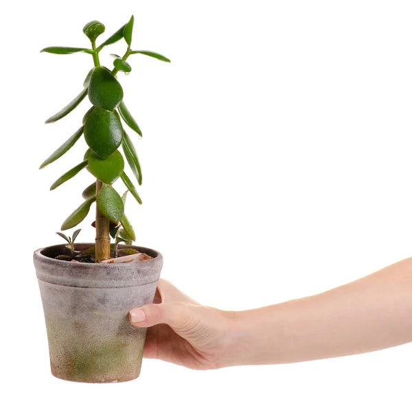 Pot a növény elhagyja a kezében — Stock Fotó