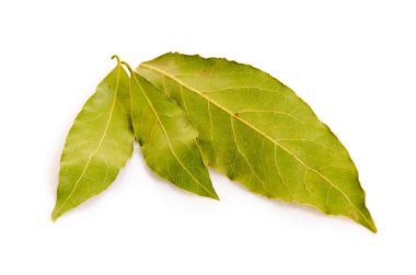 Defne yaprakları bitki