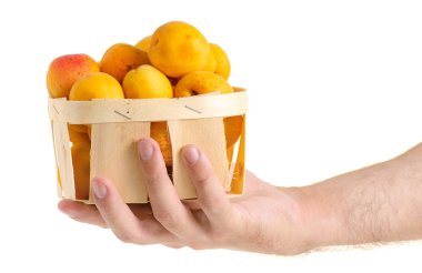 Elinde bir sepet turuncu kayısı meyve