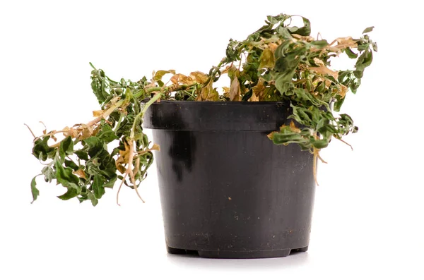 Una planta seca en una olla — Foto de Stock