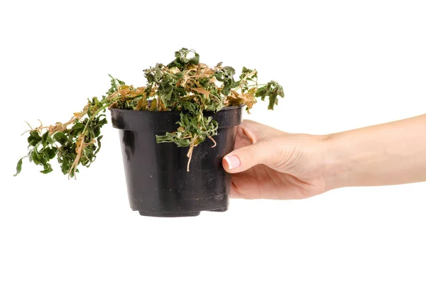 Una planta seca en una olla en la mano — Foto de Stock