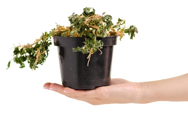 Una planta seca en una olla en la mano — Foto de Stock