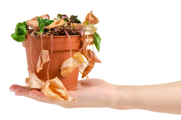 Sebuah tanaman kering di pot di tangan — Stok Foto