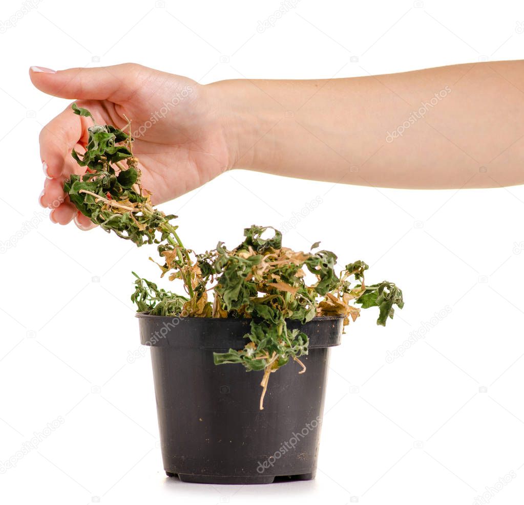 A dried plant in a pot in hand