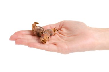 Elinde üç orman fındık