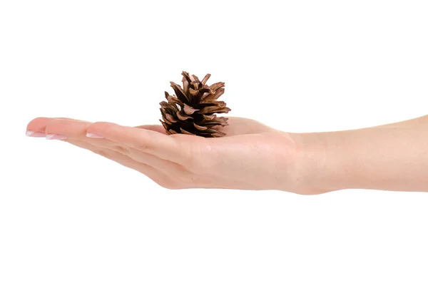 Cones in hand nature tree — Stock Photo, Image