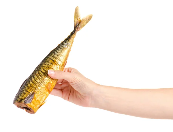 Lo sgombro di pesce affumicato in mano — Foto Stock
