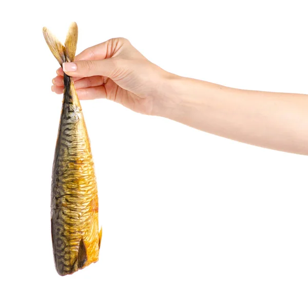 Ryba uzená makrela v ruce — Stock fotografie