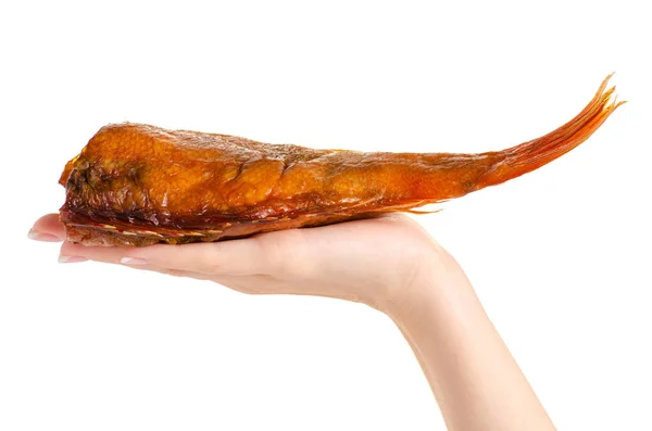 Smoked fish perch in hand — Stock Photo, Image