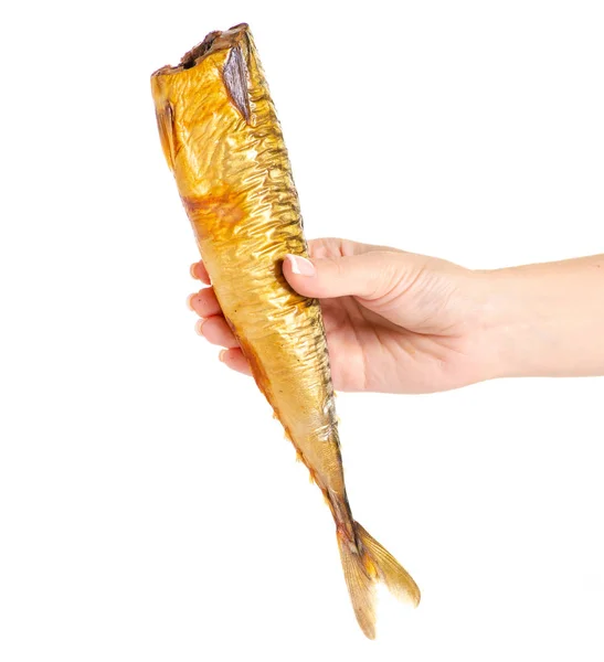 De gerookte vis-makreel in hand — Stockfoto