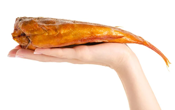 Smoked fish perch in hand — Stock Photo, Image