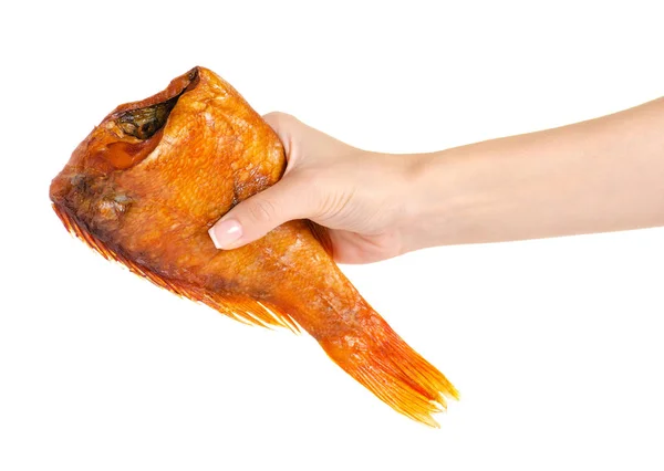 Rökt fisk abborre i hand — Stockfoto