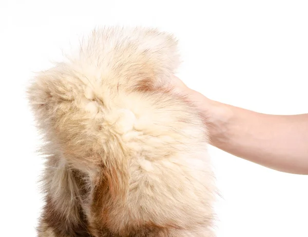 Pele peluda com raposa ártica na mão — Fotografia de Stock