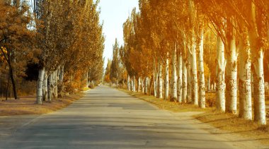 Yol ağaçlar sarı sonbahar doğa