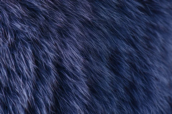 Синий меховой макро — стоковое фото
