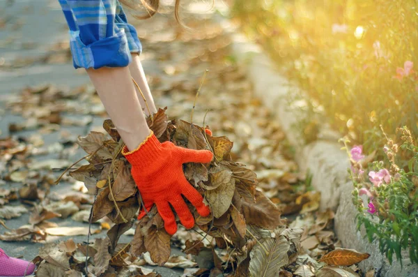 Mujer Jardinero Limpia Hojas Jardín Sol Naturaleza Otoño Sol Naturaleza —  Fotos de Stock