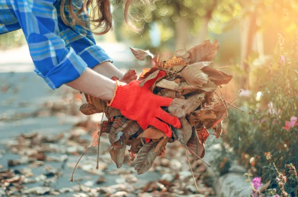 Mujer jardinero limpia hojas en el jardín sol naturaleza otoño —  Fotos de Stock