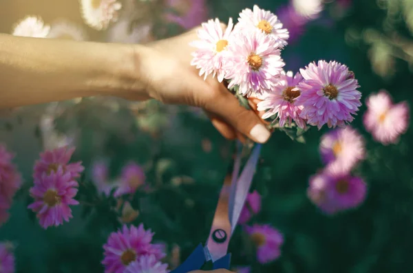 Mujer jardinero cortando flores —  Fotos de Stock