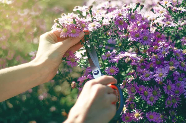 Woman gardener cutting flowers